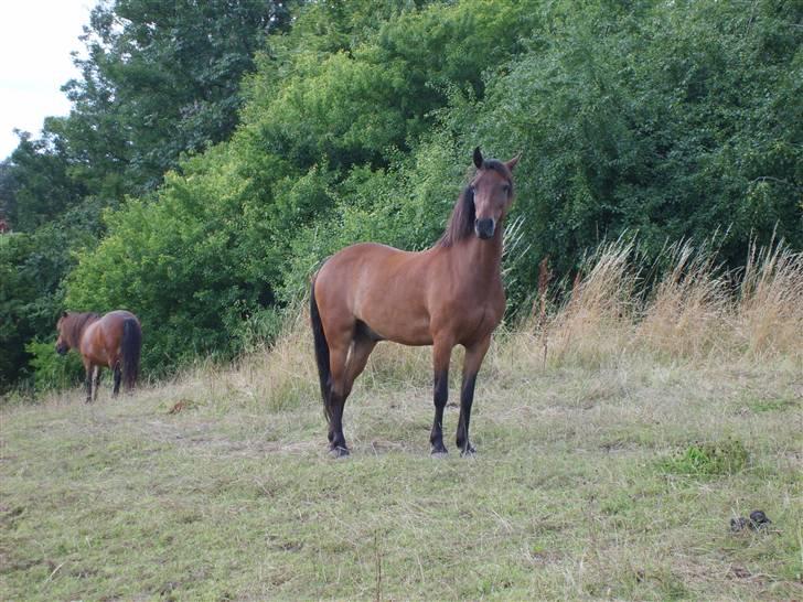 Anden særlig race Merci ( ejer: jacqueline) - sommer 09, sommer fold... billede 19