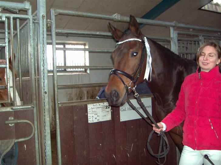 Svensk Varmblod Terracotta - DV kåring SØR 10/11/08 billede 11