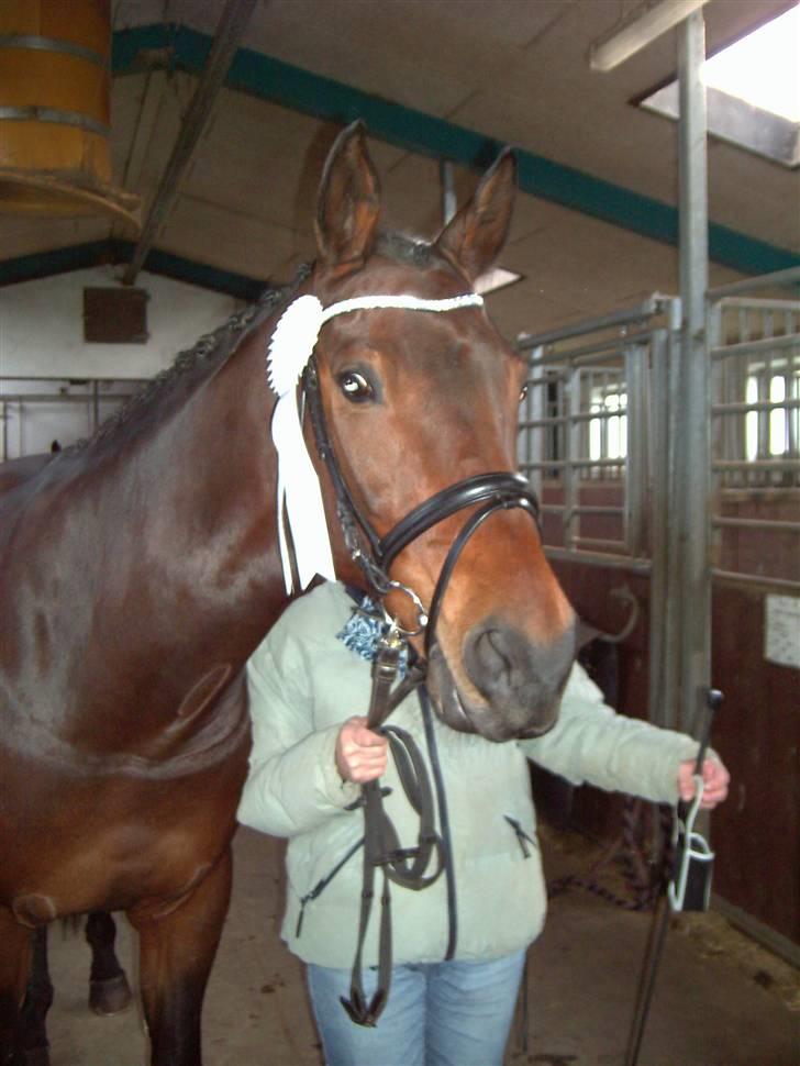 Svensk Varmblod Terracotta - kåring 10 nov 08 billede 12