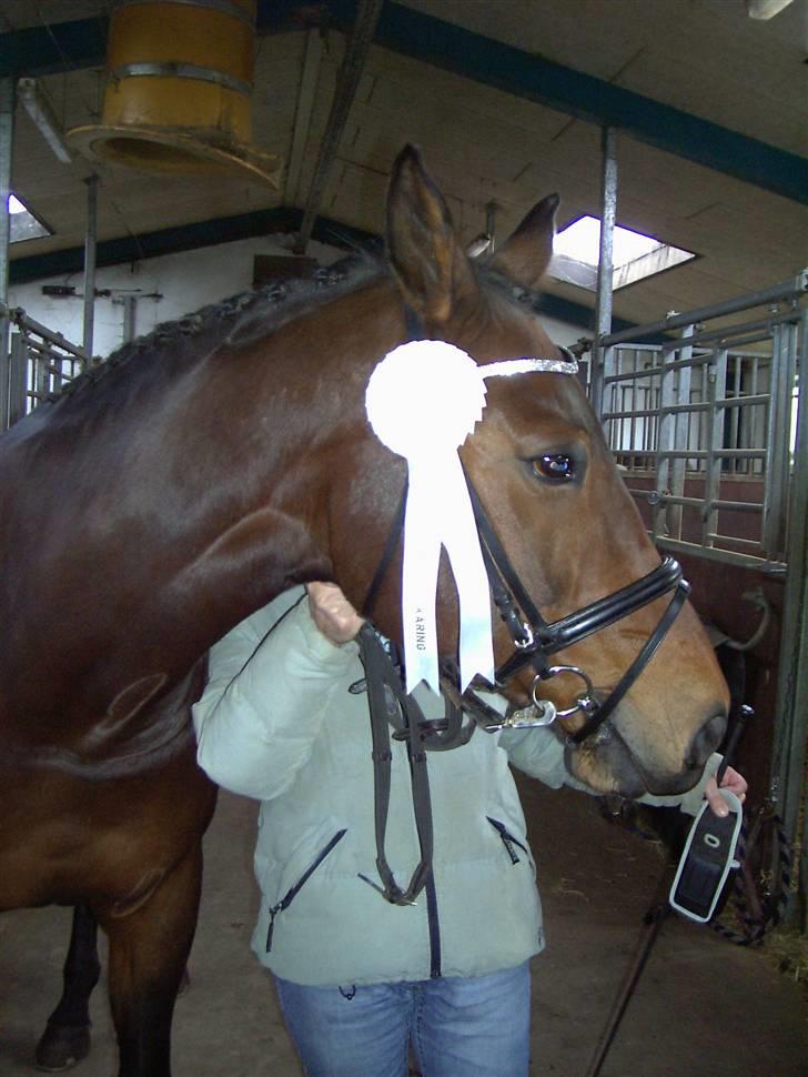 Svensk Varmblod Terracotta - DV kåring SØR 10/11/08 billede 13