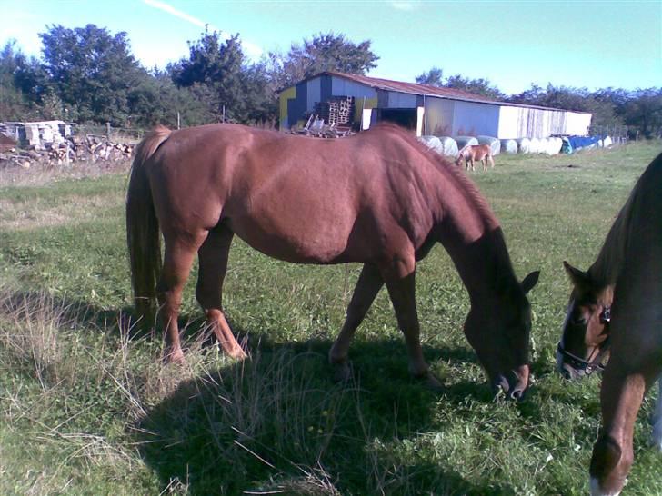Holstener sunshine - dette er honeys mor, den hest jeg har nu billede 2