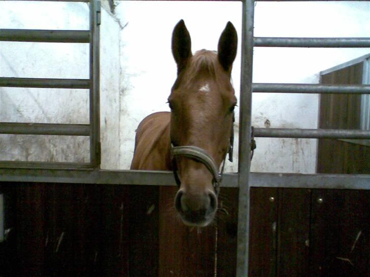 Holstener sunshine billede 4