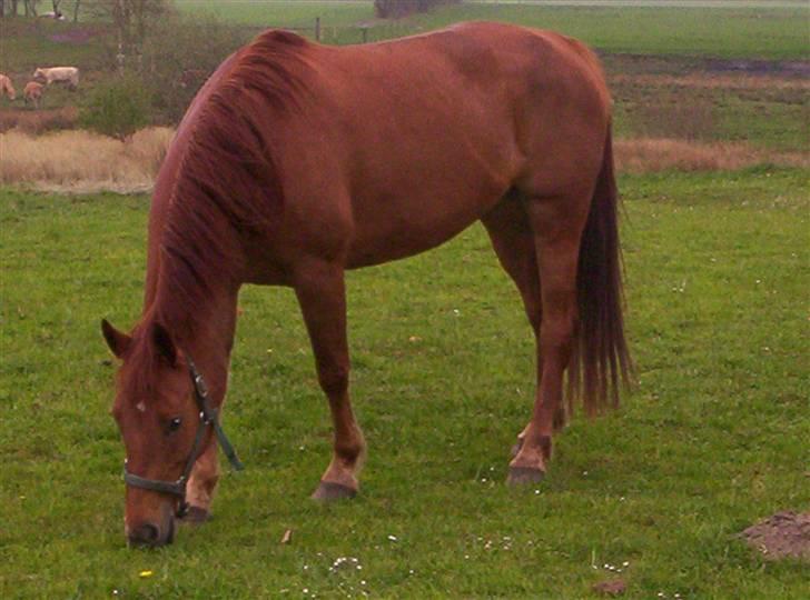 Holstener sunshine billede 6