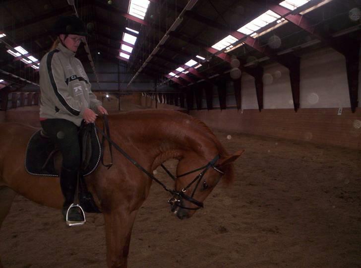 Holstener sunshine billede 8