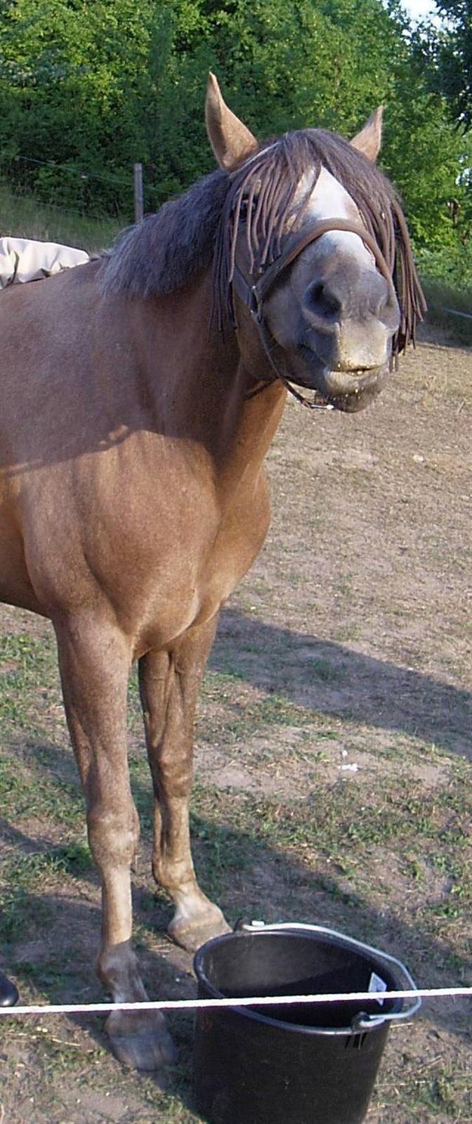 Palomino Linke *SOLGT* - Linke spiser  billede 7