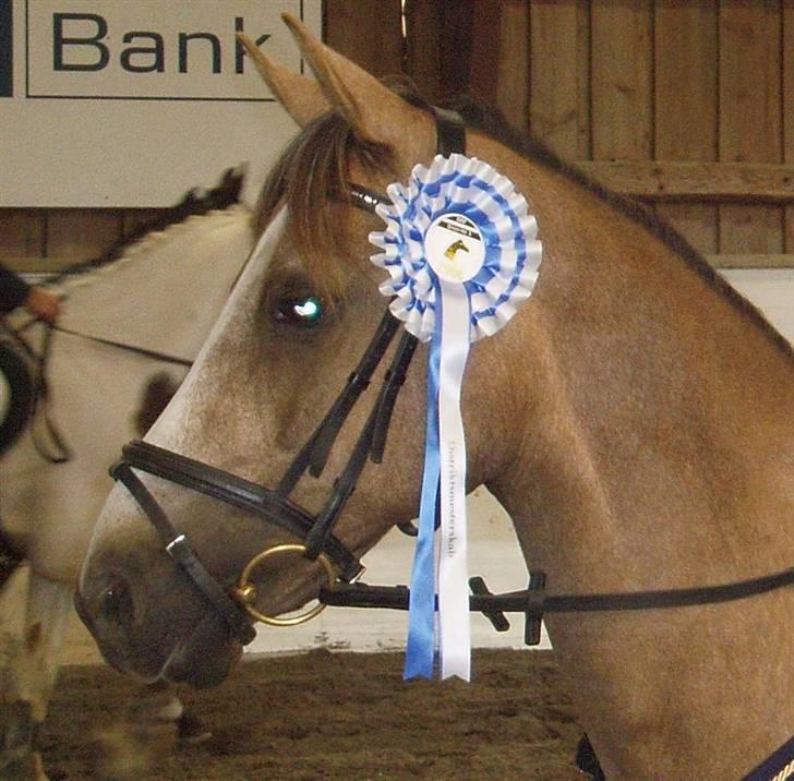 Palomino Linke *SOLGT* - Linke blev nr.2 til distriksmesterskaberne individuelt med min søster:D billede 8