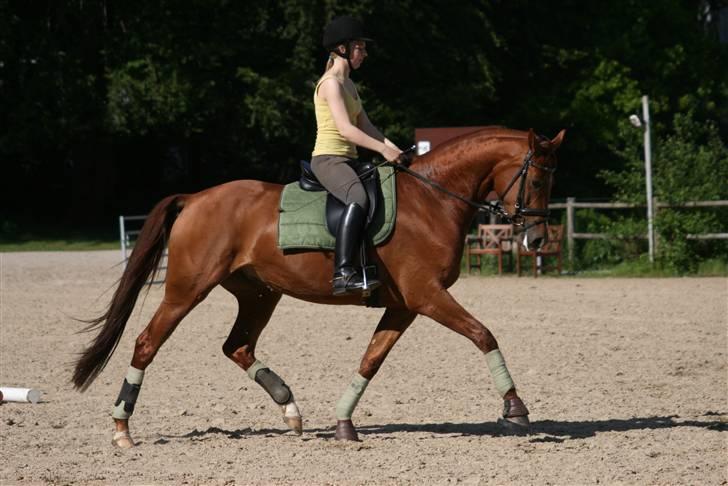 Dansk Varmblod RDH Karisma Knudsgaard  †RIP† - maj 09 på hendes fødselsdag) (4 år) foto: jano-foto-dk billede 2