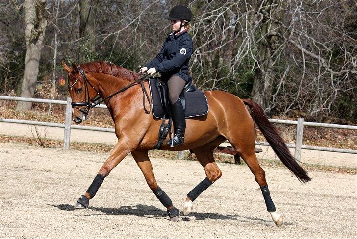 Dansk Varmblod RDH Karisma Knudsgaard  †RIP† - maj 09 (hendes fødselsdag) (4 år) foto: jano-foto-dk billede 4