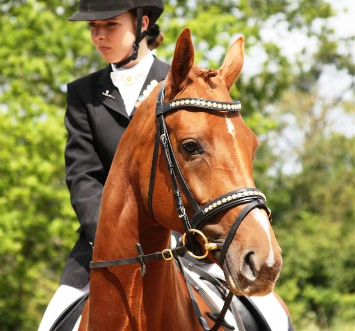 Dansk Varmblod RDH Karisma Knudsgaard  †RIP† - karisma til championat 09. foto: simone høegh billede 9