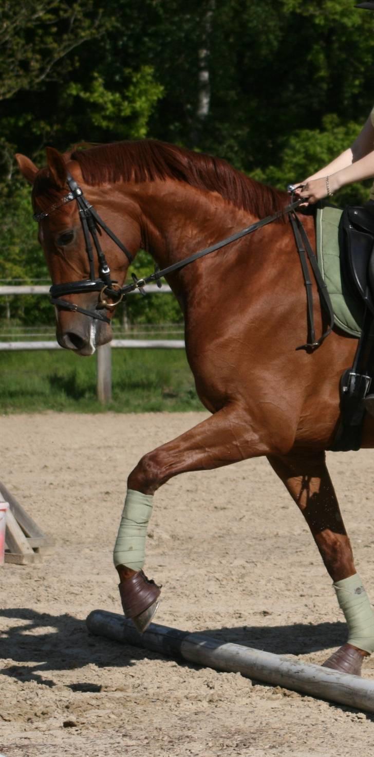 Dansk Varmblod RDH Karisma Knudsgaard  †RIP† - maj 09 (hendes fødselsdag (4 år) foto: jano-foto-dk billede 10