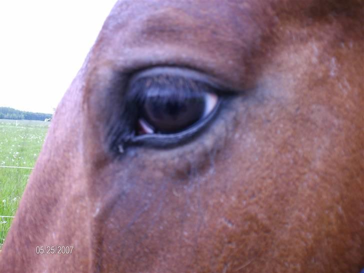 Oldenborg Martell billede 4