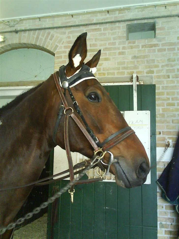 Traver Good Fellow*DØD ;-(* billede 5