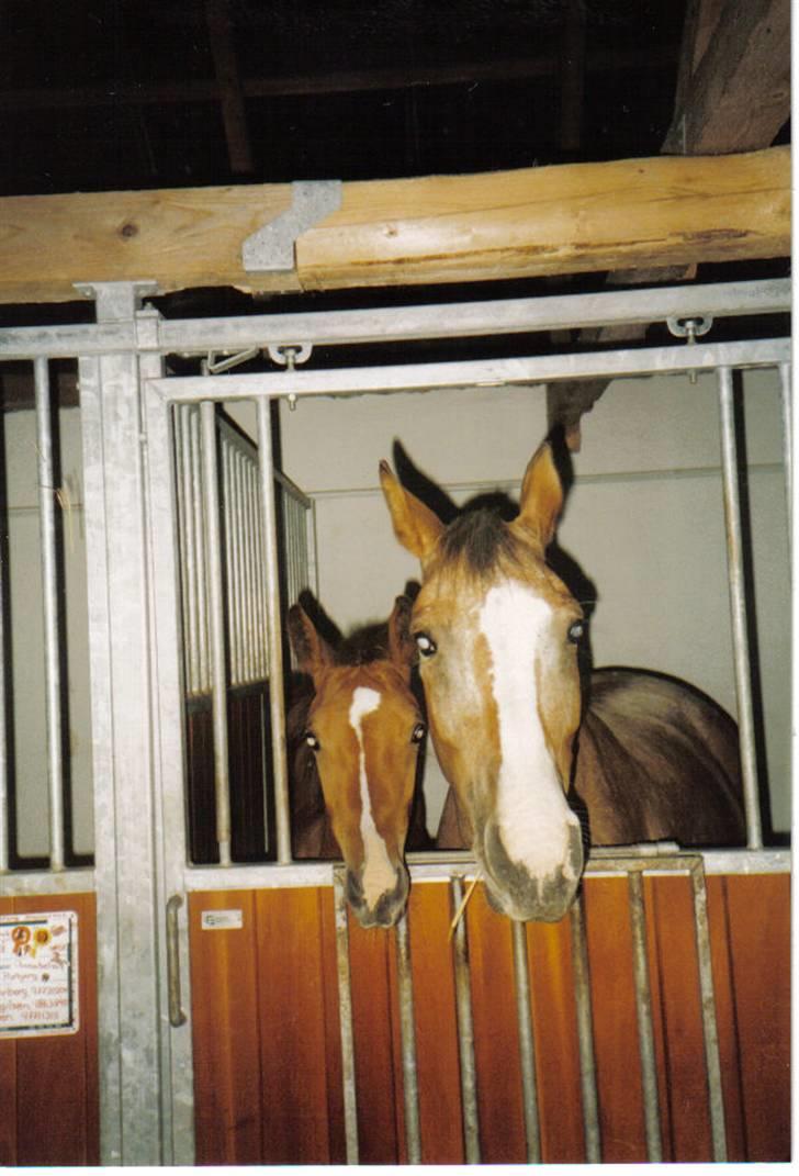 Oldenborg Martell billede 6