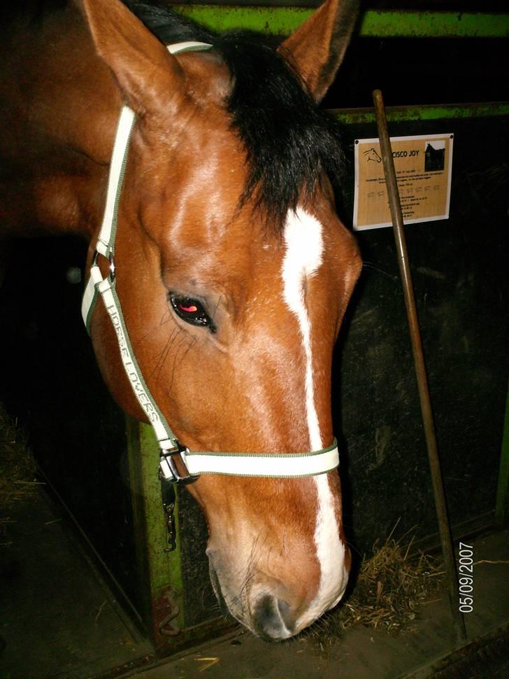 Oldenborg Martell billede 7