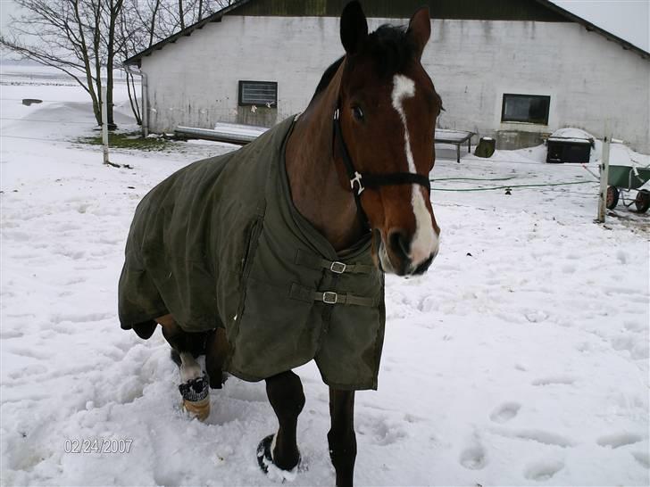 Oldenborg Martell billede 8