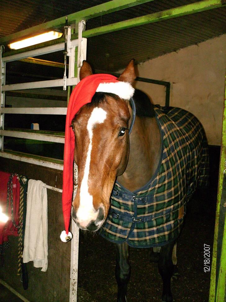 Oldenborg Martell billede 9