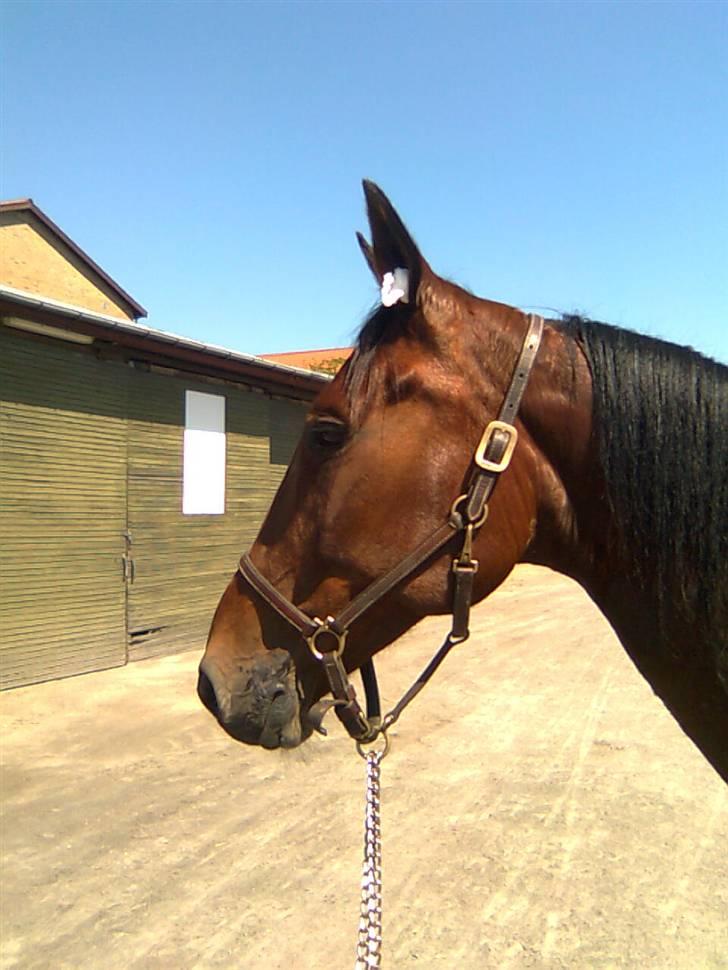 Traver Good Fellow*DØD ;-(* billede 10