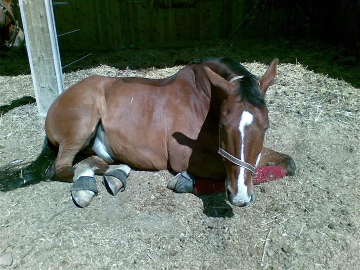 Oldenborg Martell billede 14