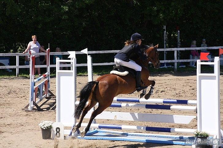 Anden særlig race Lautons Flight B-Pony - Ponygaarden solvang i LA, som vi vandt :) billede 4