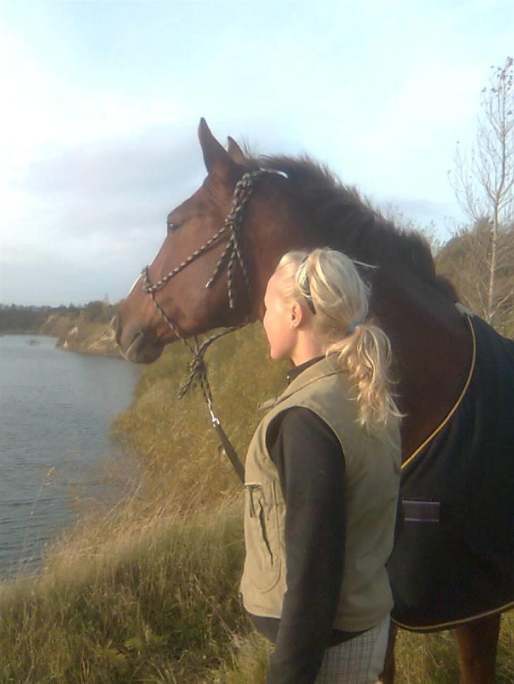 Dansk Varmblod Egely's Lucky Lady billede 14