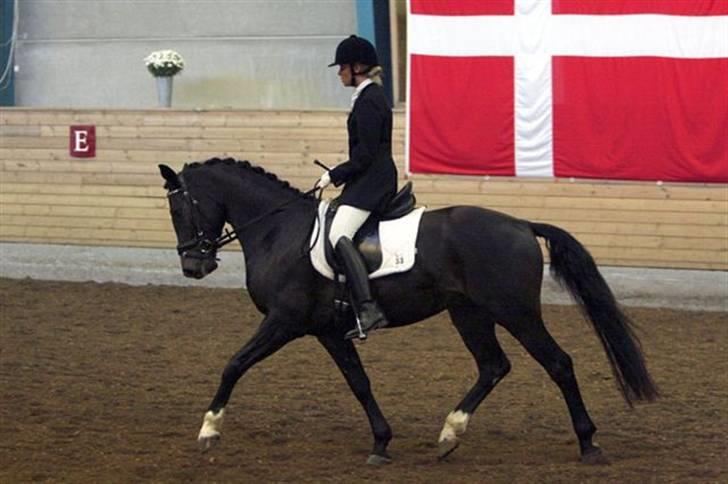 Dansk Varmblod Comet - Semifinale i Billund. billede 6