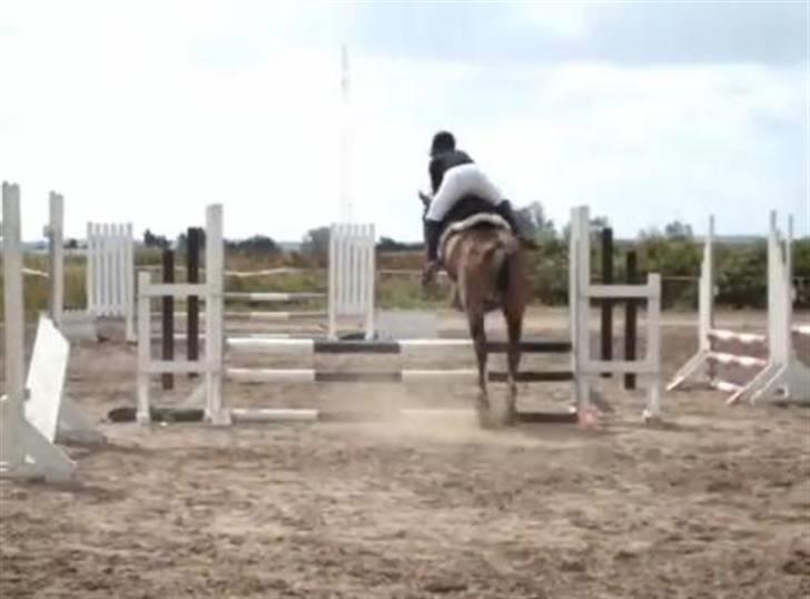 Dansk Varmblod Louisianna *R.I.P* <3  - Lussi´s første springstævne nogensinde! <3 billede 7