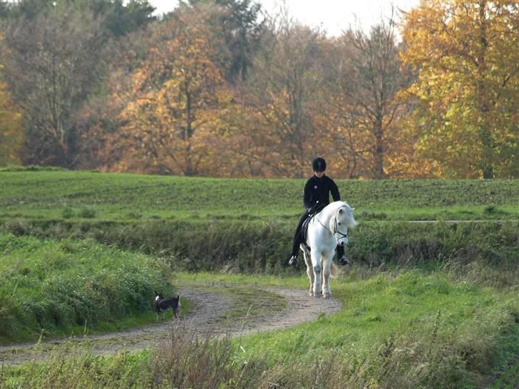 Islænder Lettfeti lille nørregård billede 16