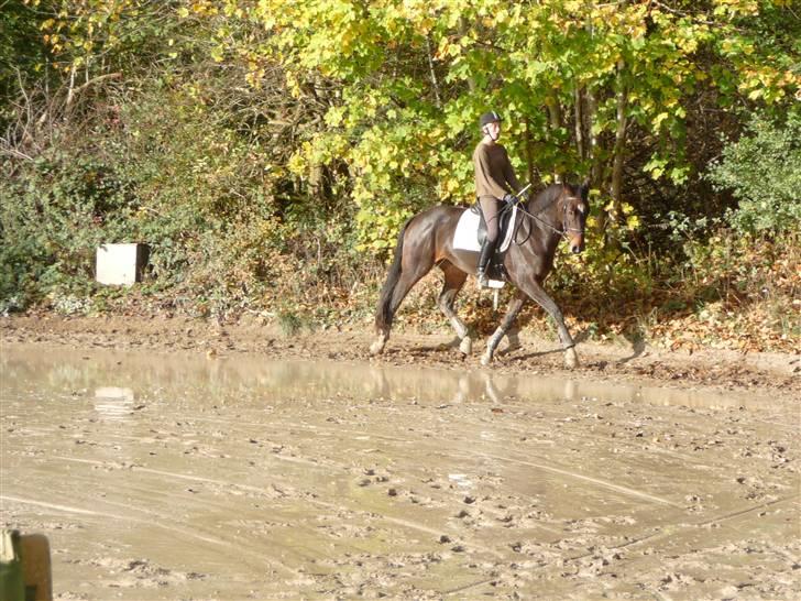 Dansk Varmblod Hummes Waltzin Matilda billede 14
