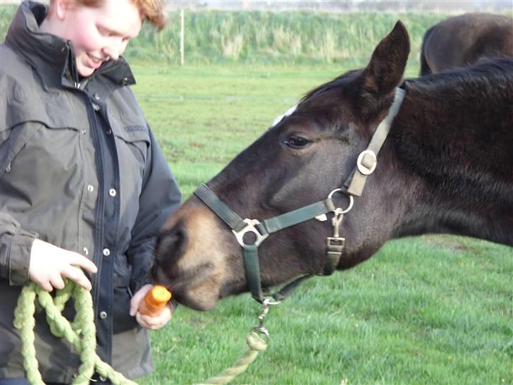 Dansk Varmblod Fyn's Armani - Min dreng <3 billede 9