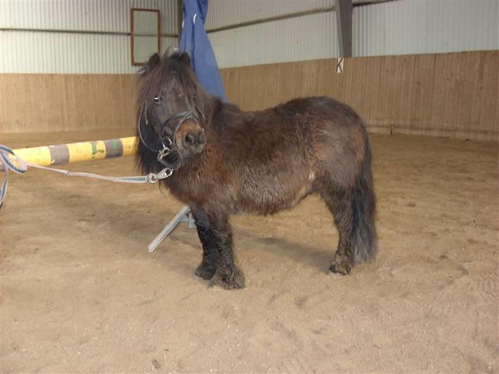 Shetlænder Zat billede 6