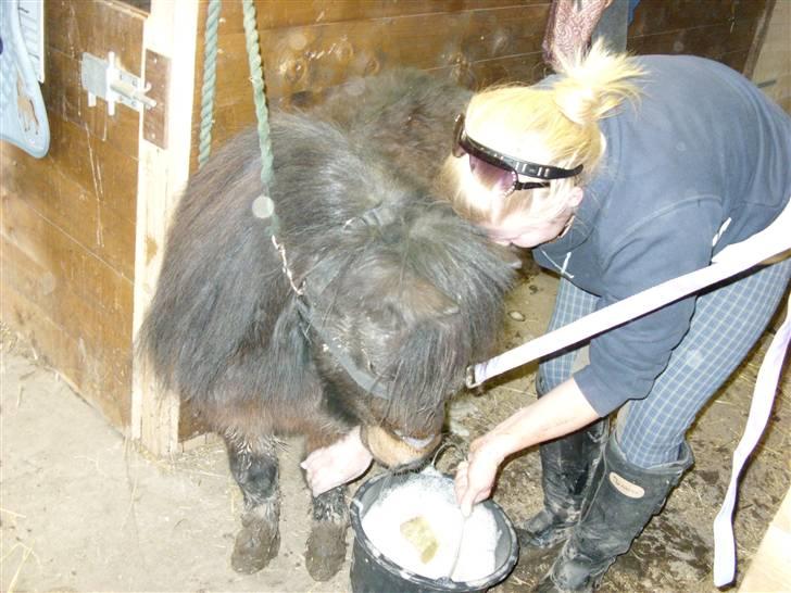 Shetlænder Zat billede 7