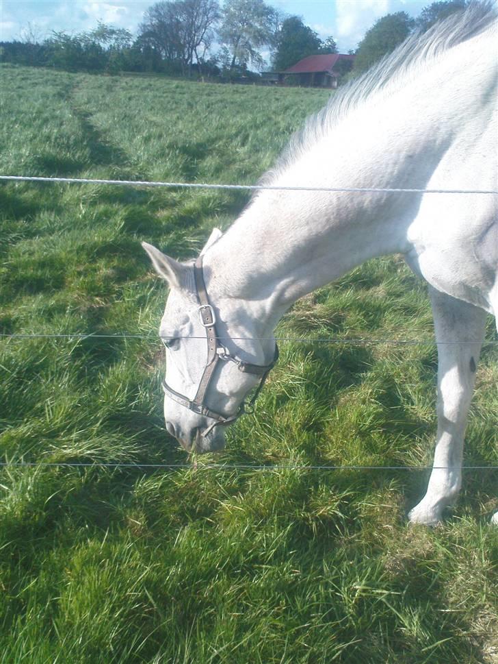 Trakehner Galico R.I.P Himmelhest billede 12