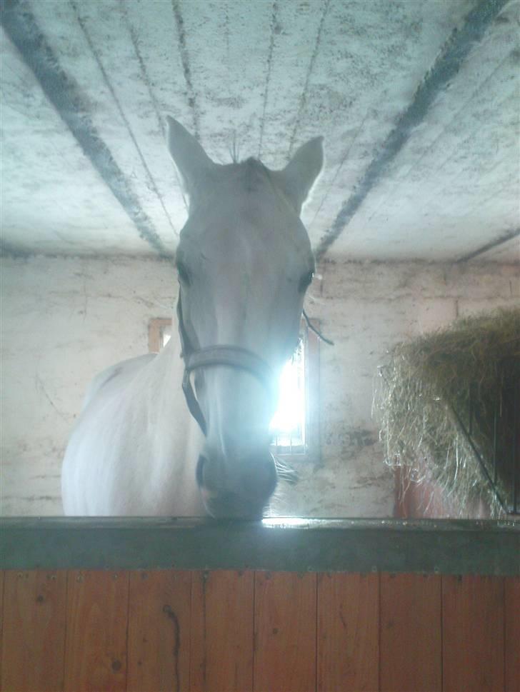 Trakehner Galico R.I.P Himmelhest billede 14