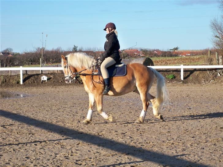 Haflinger Lucky - foto: far *NYT* den 17 november 2008 billede 18