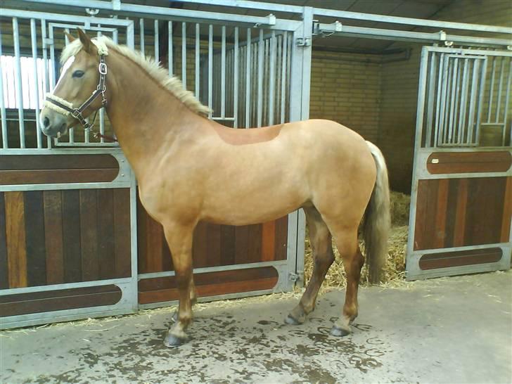 DSP Fina De Robinson. <3SOLGT - Nyklippet pony ;D<3 billede 9