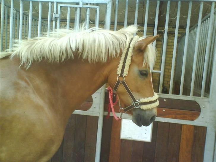 DSP Fina De Robinson. <3SOLGT - Min dejlige Fina<3 billede 13