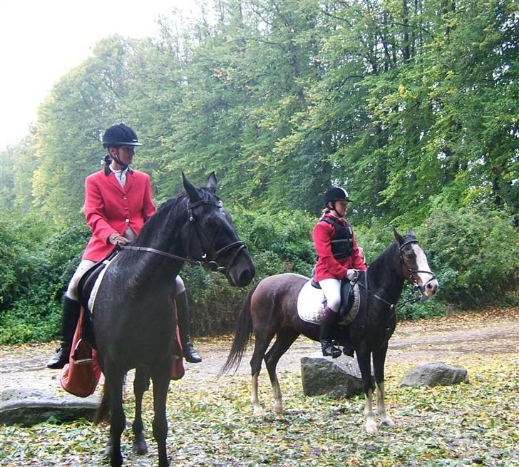 Hollandsk Sportspony M og M's hubertusvinder   - venter  billede 17