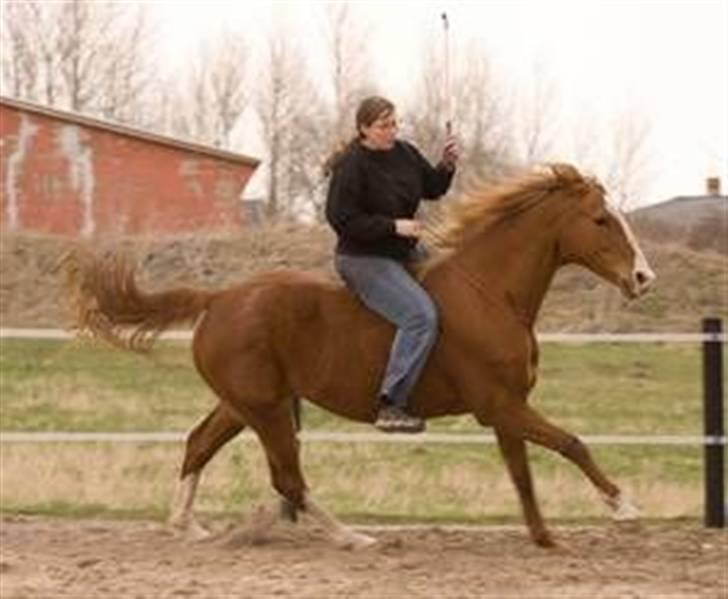 Dansk Varmblod Kiri billede 1