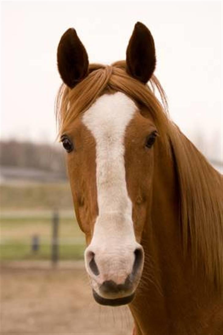 Dansk Varmblod Kiri billede 2