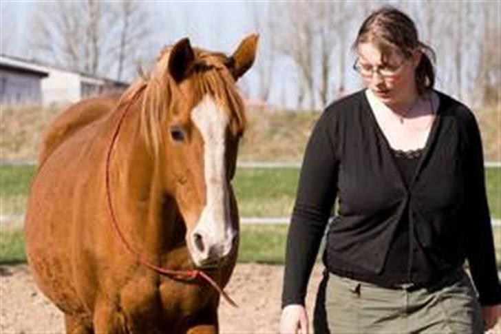Dansk Varmblod Kiri billede 3
