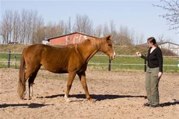 Dansk Varmblod Kiri billede 4