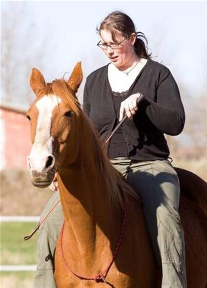 Dansk Varmblod Kiri billede 5