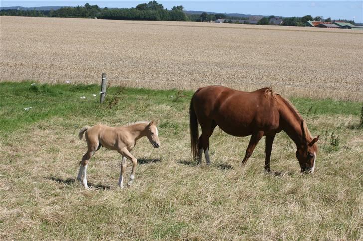 Dansk Varmblod Kiri billede 6