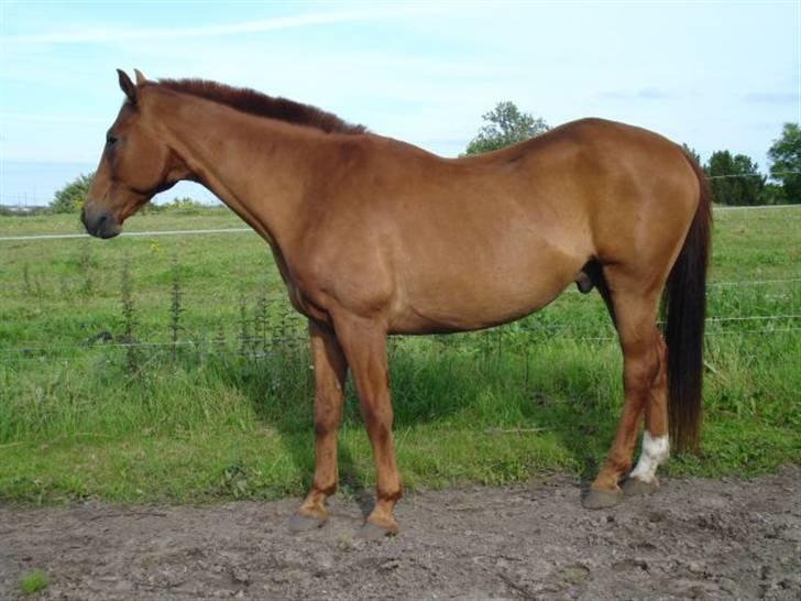 Anden særlig race Lukas billede 1