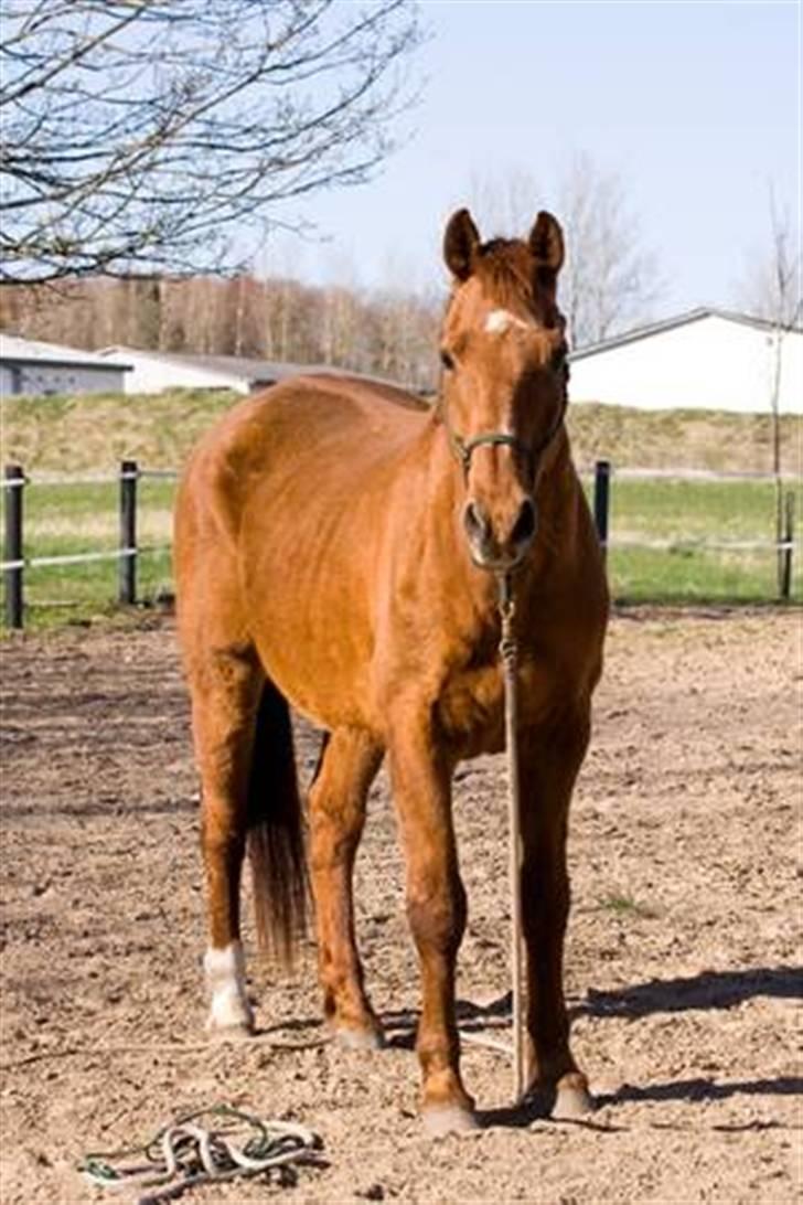 Anden særlig race Lukas billede 2