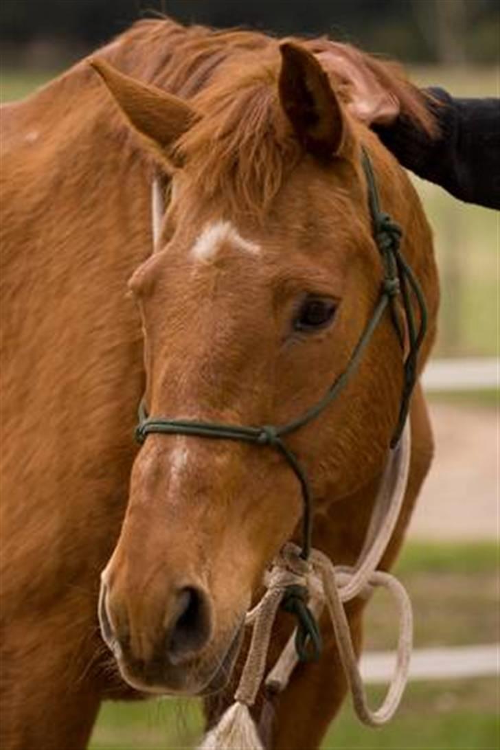 Anden særlig race Lukas billede 3