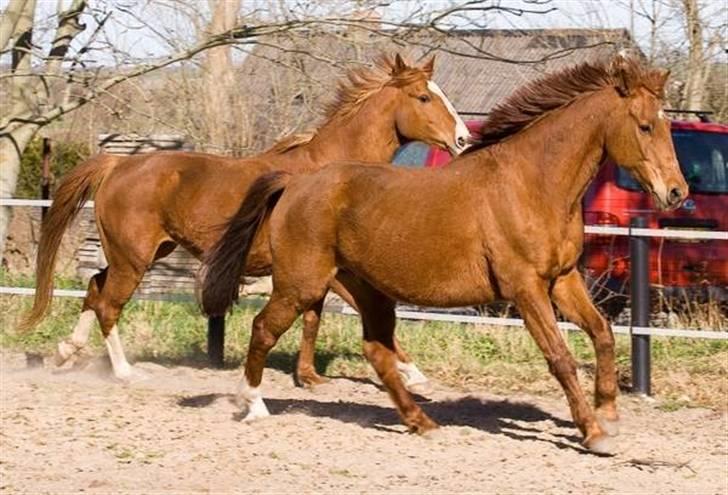 Anden særlig race Lukas billede 4