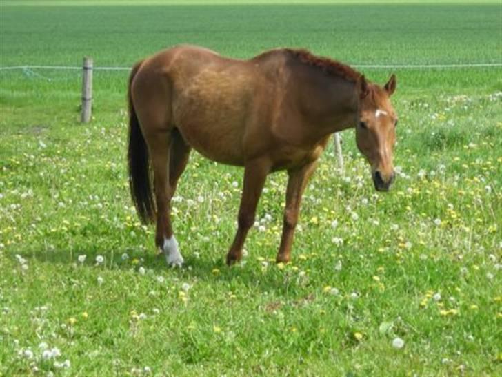 Anden særlig race Lukas billede 5