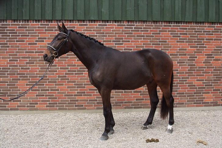 Oldenborg Sir Lacon - lacon d 17/4 -2010 billede 20