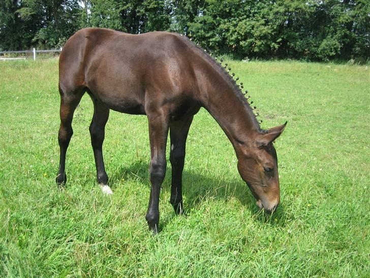 Oldenborg Sir Lacon - lacon græser efter følskue billede 9